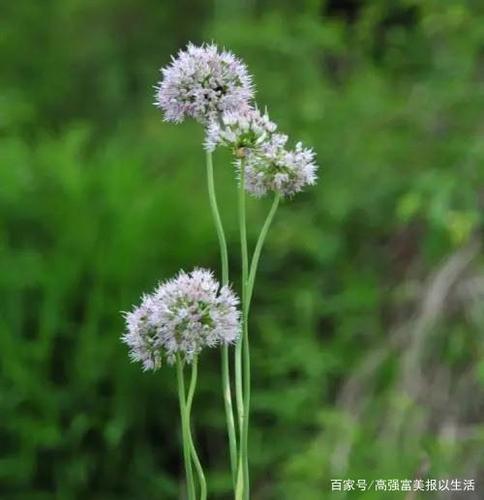 野蒜花儿开
