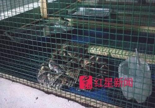 笼中的异蛇 图片来源:红星新闻