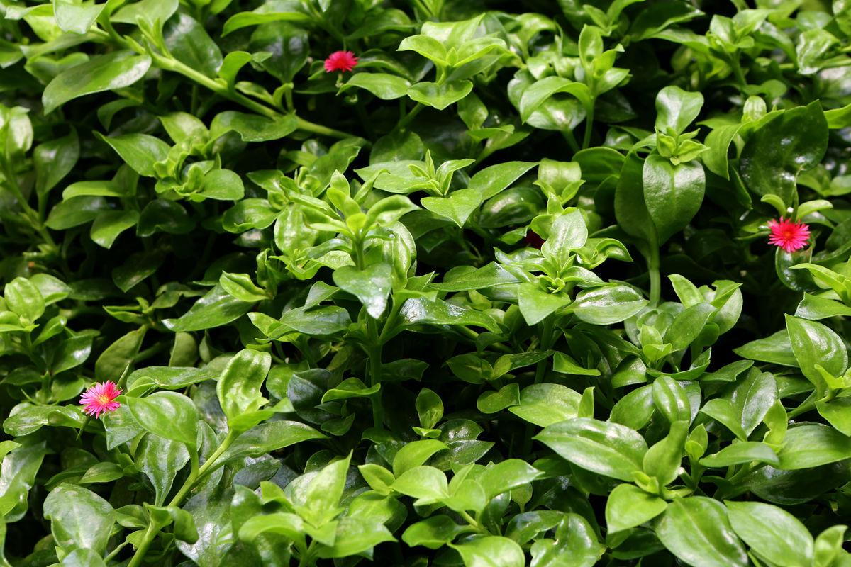 穿心莲:李时珍的救命恩草