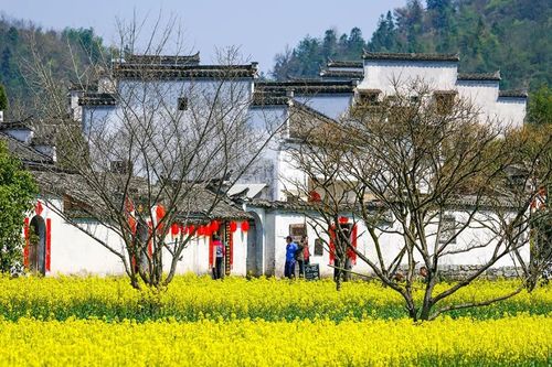 忘记宏村吧!这些才是徽州春天最美的地方