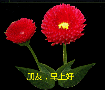 早安祝福问候鲜花表情包 非常好看早上好动态表情图片
