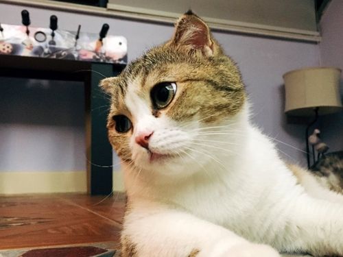 李喜猫的直播:#萌宠直播# #喵星人# 来撸猫