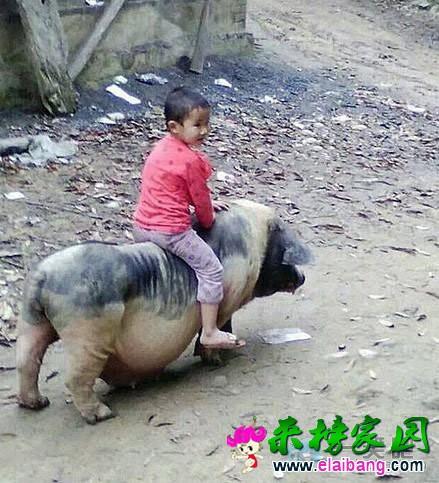 怀念那骑猪的少年