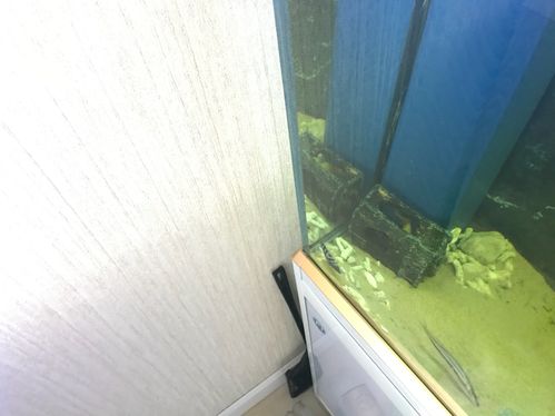 个人经验分享底滤鱼缸不用挡沙板铺底沙