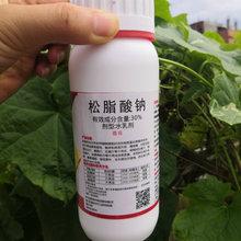 果树农药 蚧壳虫 杀虫剂 30%松脂酸钠水乳剂 杨梅柑橘枇杷葡萄梨