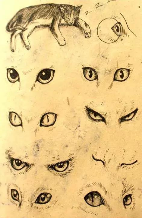 看了这些教程,零基础也能画出特别可爱的猫咪!猫咪动作分解教程