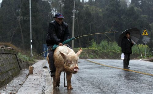 俄罗斯粉丝高速徒步 打望垫江骑猪老人( 1 / 6 )