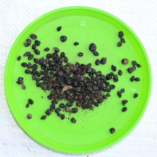 批发供应 五色梅种子 大红绣球种子 当年新采 量大从优