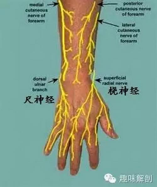 桡神经相关解剖和疾病