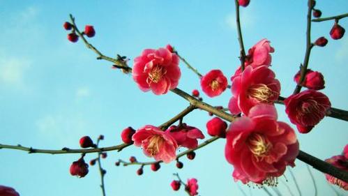 南京市的花名是什么