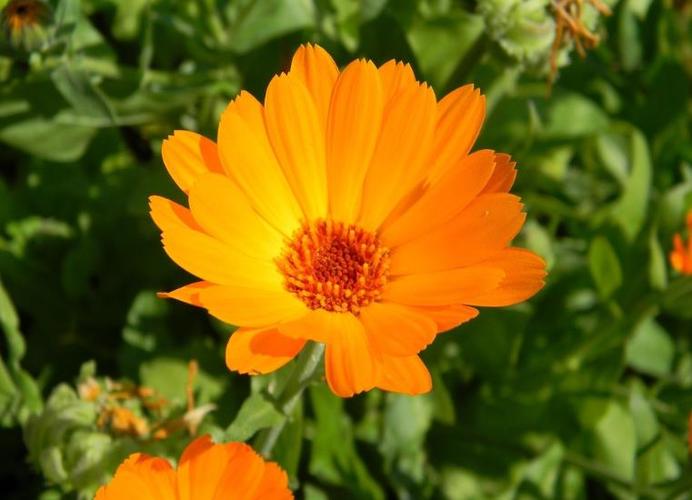 金盏花对皮肤有哪些功效作用?