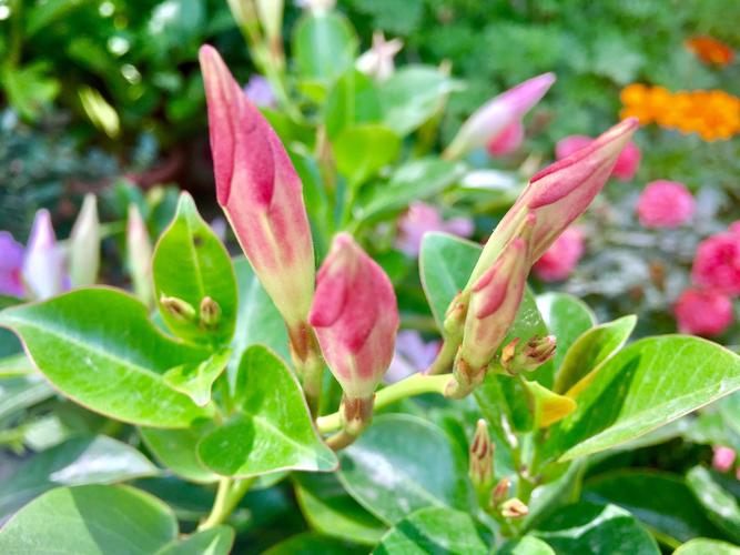 飘香藤别名双线藤红文藤红皱皮藤