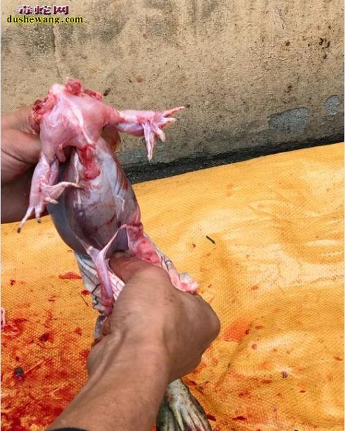 杀牛蛙图片直播牛人宰杀牛蛙全过程