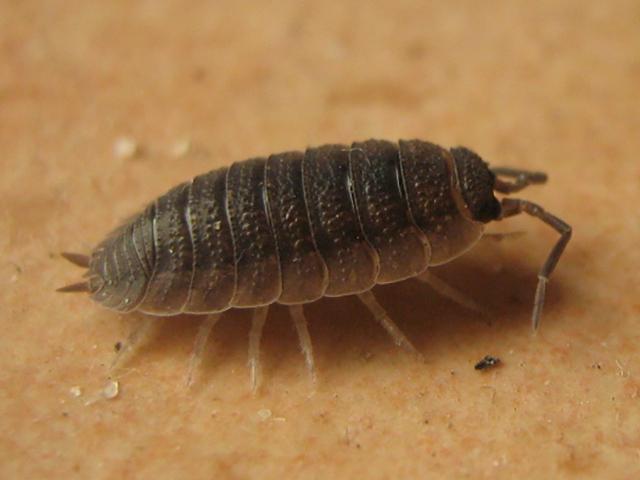 皮皮虾不是被你们骑走了吗?今天讲讲它的亲戚:西瓜虫