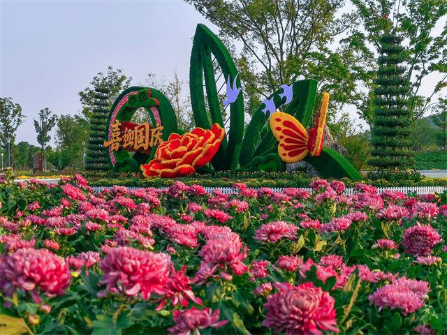 太湖湾露营谷首届菊花展超10万盆菊花迎客来