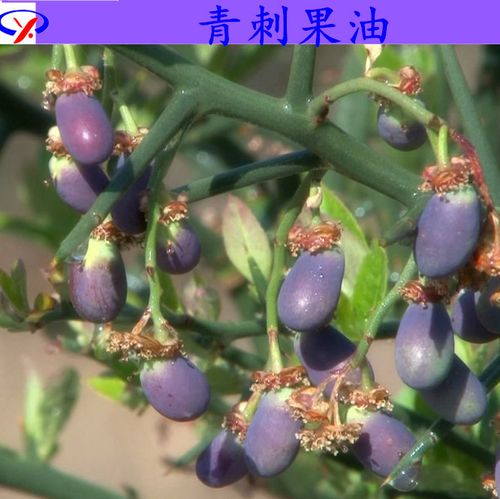 优质供应化妆品配料祛痱子痔疮油搭配保湿抗皱抗衰老植物青刺果油