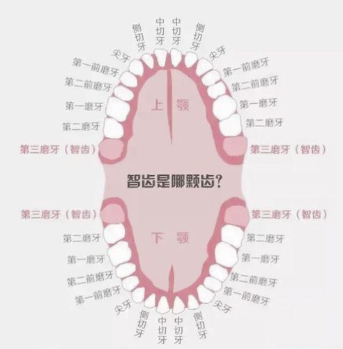 长智齿了就必须要拔吗?