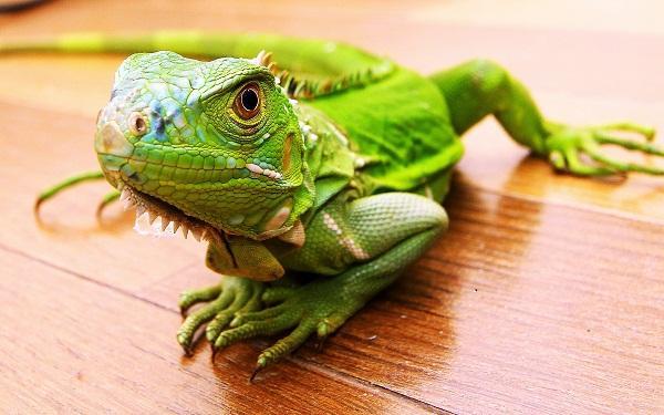 那这三款常见的家养蜥蜴就不要错过了!可爱还好养!