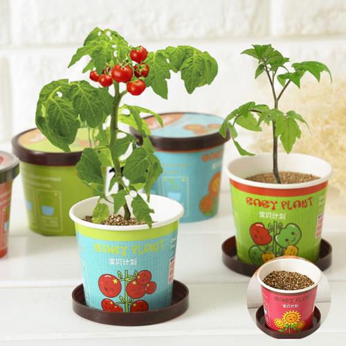 购客diy负离子绿植小盆栽水培盆景 桌面迷你儿童种植小草盆栽植物室内