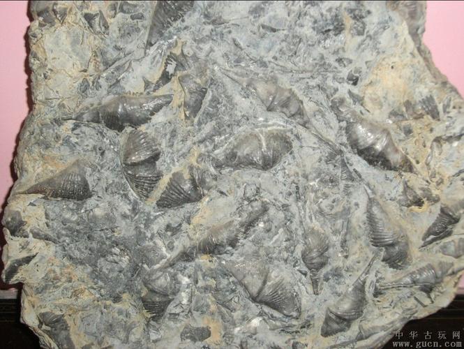 海洋生物化石 - 中华古玩网 - 古董收藏,古玩收藏,古玩鉴定,古玩专场