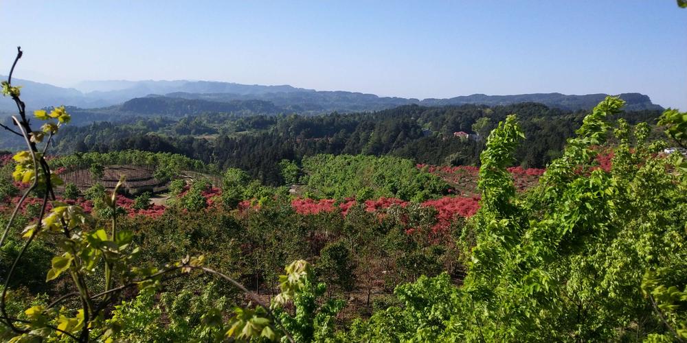 松木嘴的枫叶红了