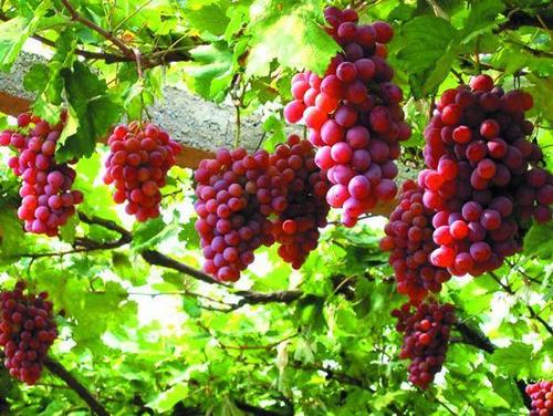 吐鲁番鄯善县,成熟葡萄等你来