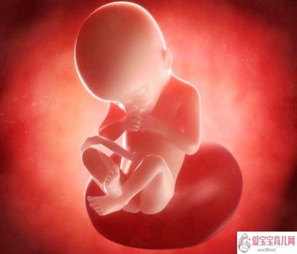 在妈妈肚子里定型的几大特征 - 爱宝宝育儿网