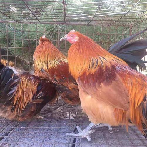 抚顺阉鸡-大小公鸡-安全可靠