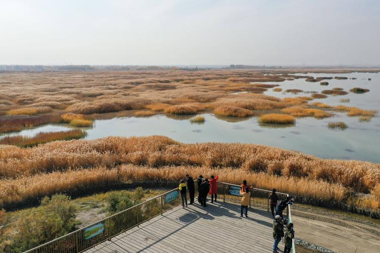 10月18日,游客在玛纳斯国家湿地公园欣赏美景(无人机照片).