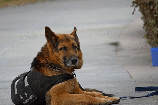 警犬退役后可能会被人领养, 或者说是 由原来 的饲养员继续饲养.