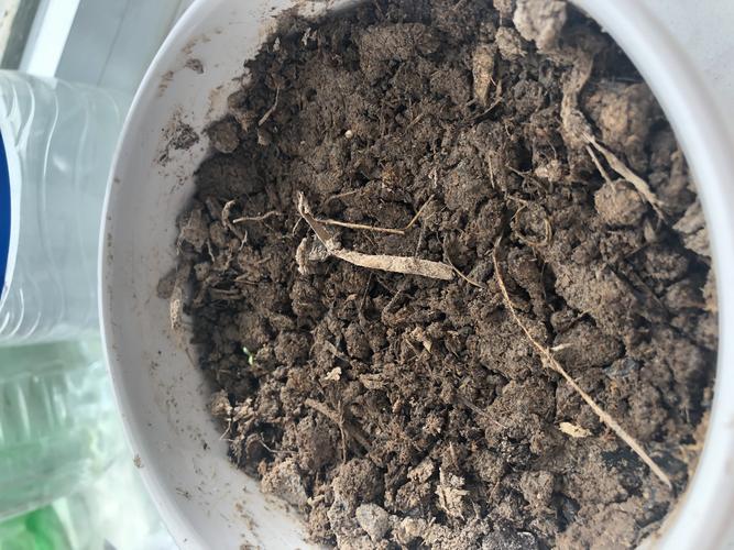 我的玫瑰花发芽了