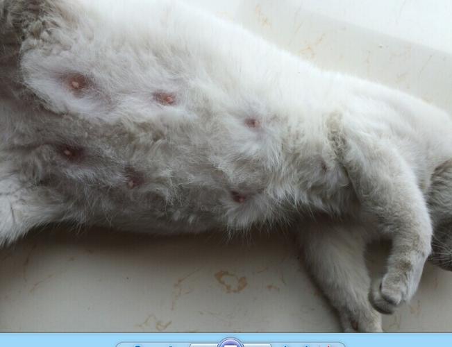 刚刚我把猫的复位键按了一下 现在电脑上不了网了 我百度了一下 说要