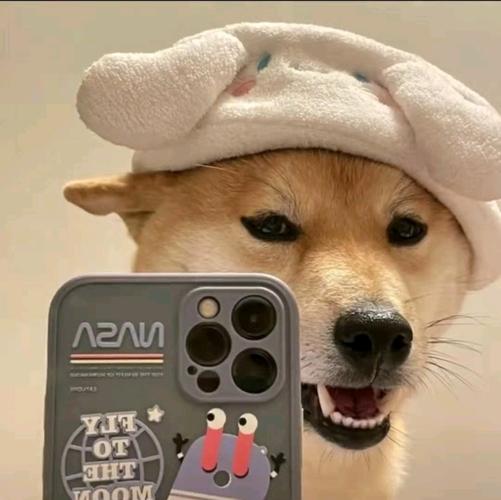 狗子头像,一周换一个.