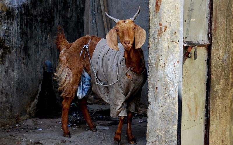 描述: 山羊-印度北部-国家地理杂志壁纸精选 当前壁纸尺寸: 1680 x