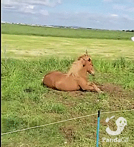 马摇摆,图片,gif动画 - 54动态图