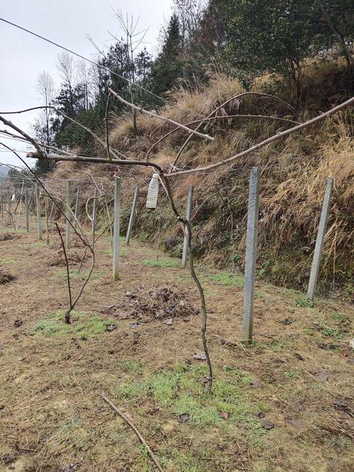 冬剪后的猕猴桃树