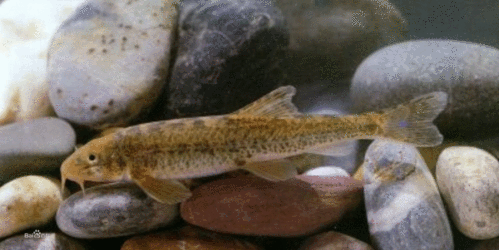 1基本信息编辑 俗名: 小狗鱼 产地: 分布于长江,黄河及其附属水体