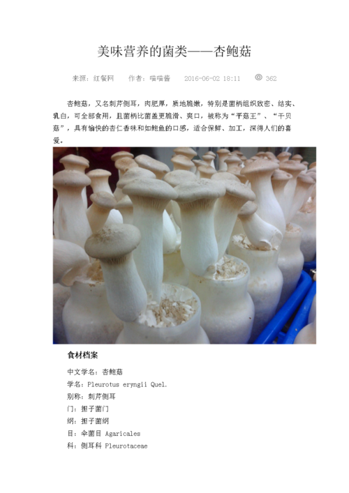 美味营养的菌类——杏鲍菇.doc