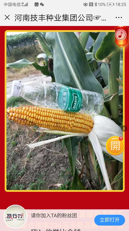 技丰336玉米种,红轴¨大棒,深马齿,耐高温,不花粒,高抗锈病,2018年在