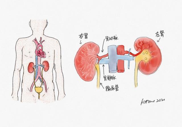 对肾的认识还停留在性上out了