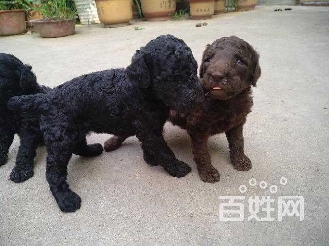 巨贵幼犬找新家.