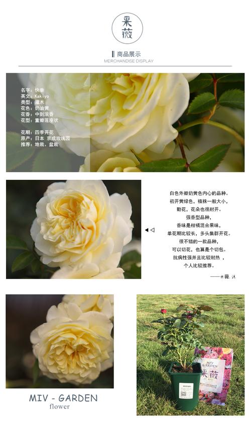 热卖米薇精品月季 日本月季 快拳 强香 庭院植物玫瑰花1加仑盆栽推荐