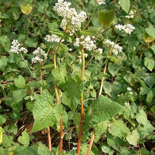 新鲜深山野生金荞麦根 苦荞头 开金锁 野荞麦中药材500包邮