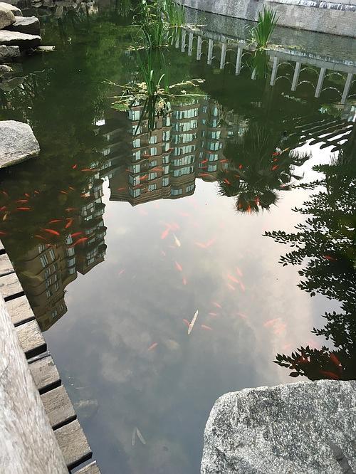 小区池塘