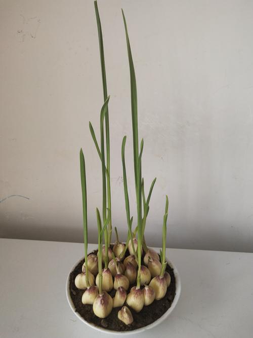 《蒜苗成长记》—东关小学二三班穆靖宇