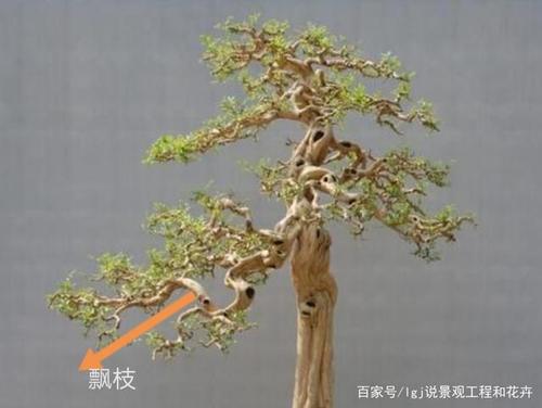 盆景枝托呆板别扭?了解10种枝托,丰富造型方式