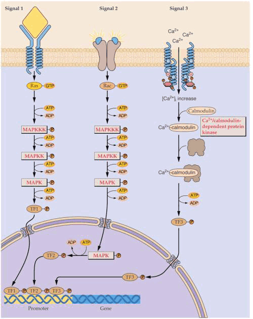 许多由蛋白磷酸化酶传导的信号,级联反应和基因表达.