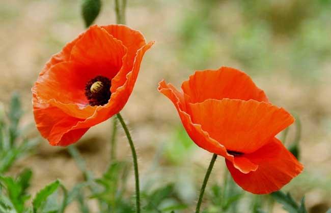 虞美人和罂粟花的区别