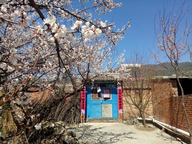 2018-4-15昌赤路小庄科,营城,新庄堡村赏杏花,延庆游