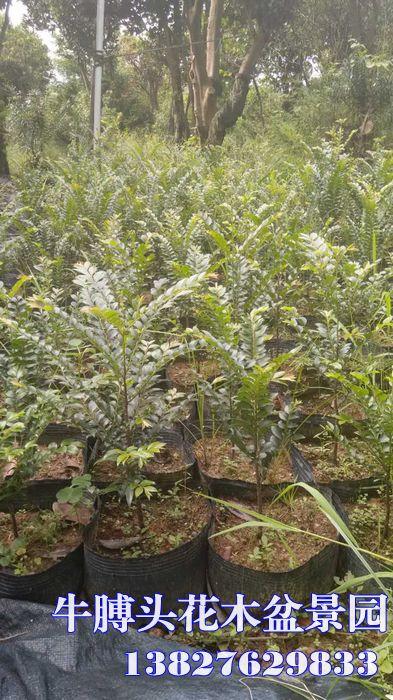 阳江黑骨茶树苗/广东黑骨茶树苗